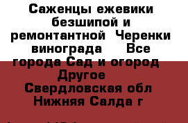 Саженцы ежевики безшипой и ремонтантной. Черенки винограда . - Все города Сад и огород » Другое   . Свердловская обл.,Нижняя Салда г.